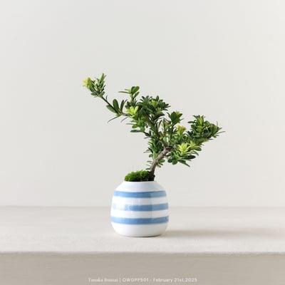 【官網限定】綠鑽羅漢松｜OWGPP5011