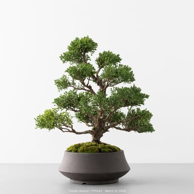 紀州真柏｜TPA5627