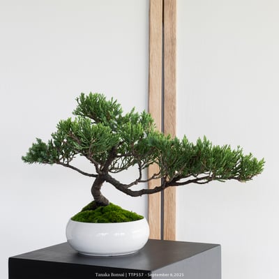 台灣真柏｜TTP5575