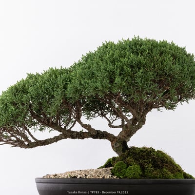 紀州真柏｜TP7859