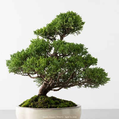 紀州真柏｜TPA5727