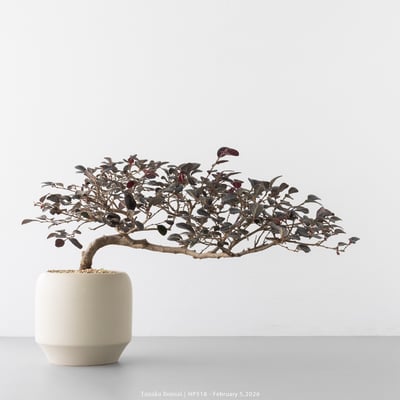 紅花繼木｜HP5184