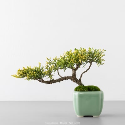 紀州真柏｜TPA5661