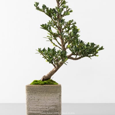 綠鑽羅漢松｜GPP5144