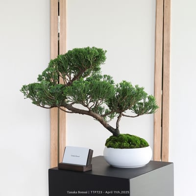 台灣真柏｜TTP7235