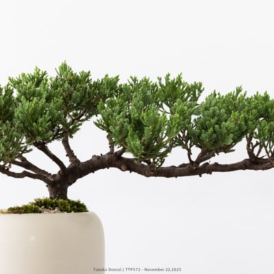 台灣真柏｜TTP5724