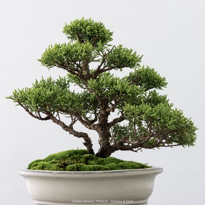 紀州真柏｜TPA5353