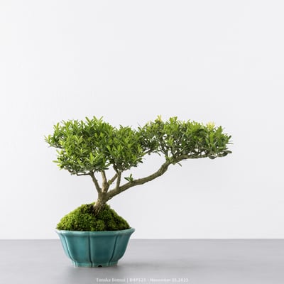 雀舌黃楊｜BHP5254