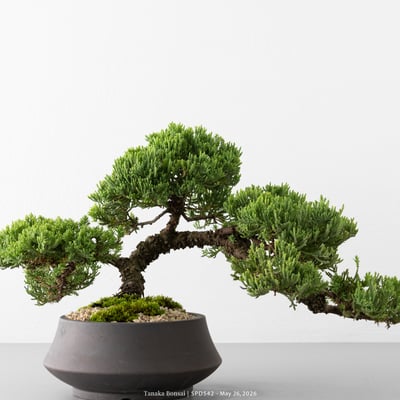 珍珠柏｜SPD5422