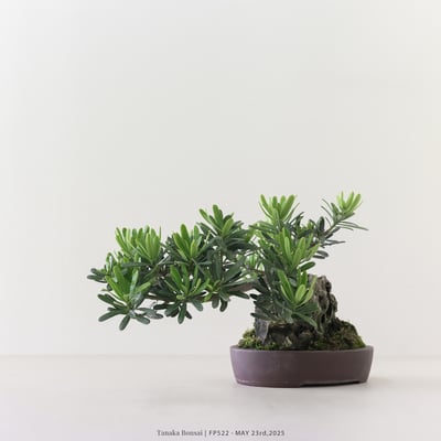 晶鑽羅漢松｜FP5225