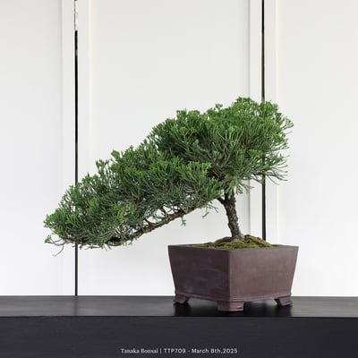 台灣真柏｜TTP7096