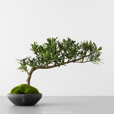 晶鑽羅漢松｜FP5334