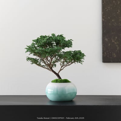 【官網限定】姬檜木｜OWSCOP5012