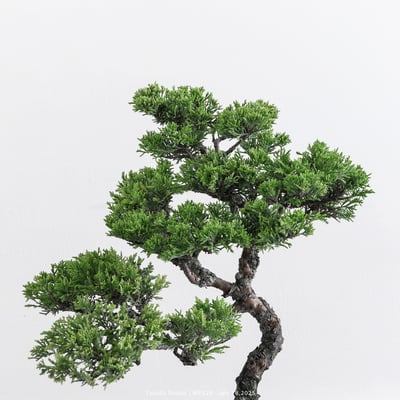 宮坂系魚川真柏｜MP5298