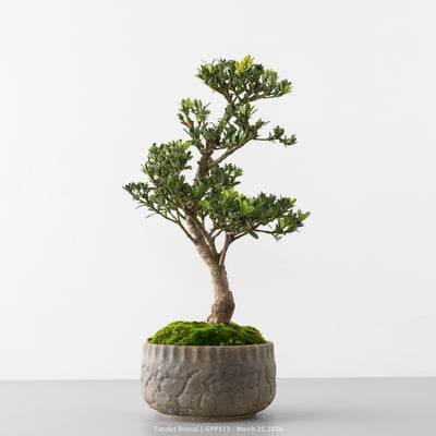 綠鑽羅漢松｜GPP5135