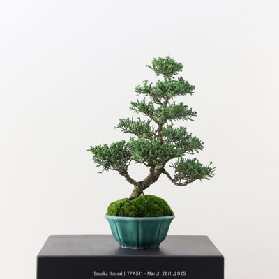 紀州真柏｜TPA5113