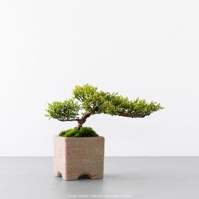 紀州真柏｜TPA5433