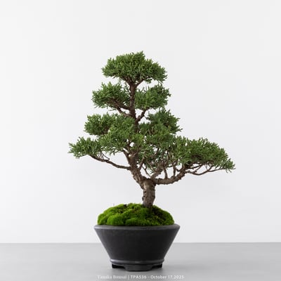 紀州真柏｜TPA5362