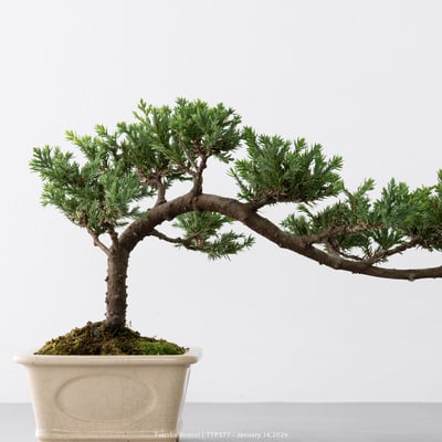 臺灣真柏｜TTP5778