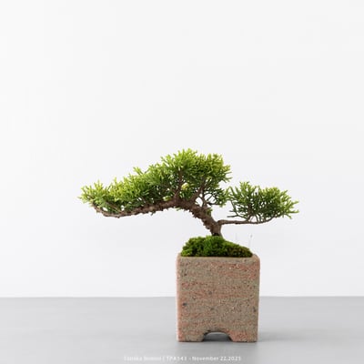 紀州真柏｜TPA5434