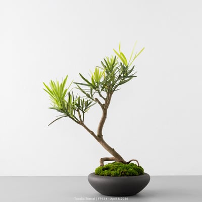 虎斑羅漢松｜FP5344