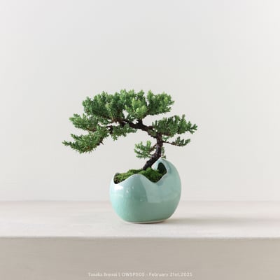 【官網限定】珍珠柏｜OWSP5052