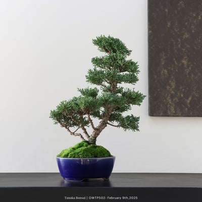 【官網限定】紀州真柏｜OWTP5024