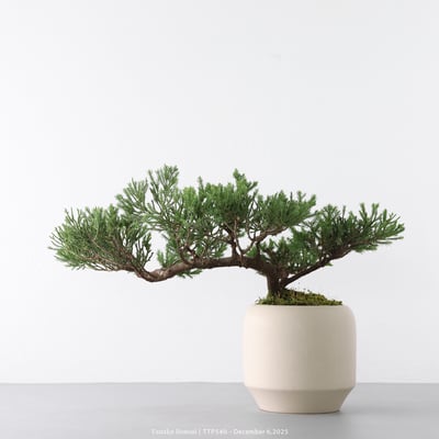 台灣真柏｜TTP5404