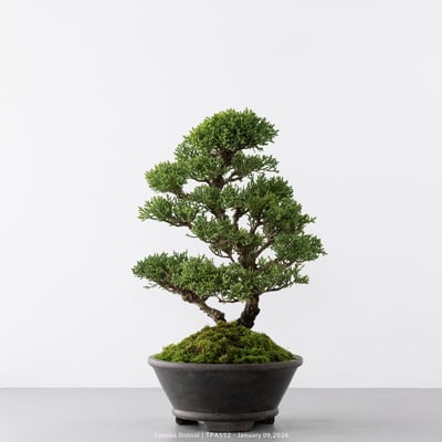 紀州真柏｜TPA5526