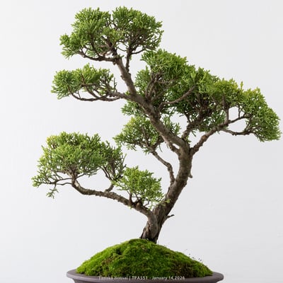 紀州真柏｜TPA5519