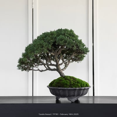 紀州真柏｜TP7813