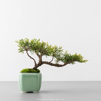 紀州真柏｜TPA5665