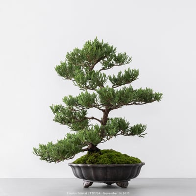 台灣真柏｜TTP7346