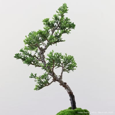 系魚川真柏｜IP5137