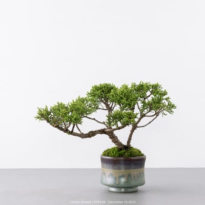 紀州真柏｜TPA5485