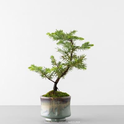 黃金杜松｜GDP5538