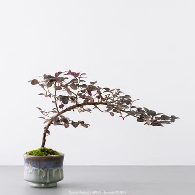 紅花繼木｜HP5156