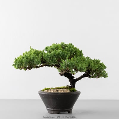 珍珠柏｜SPD5404