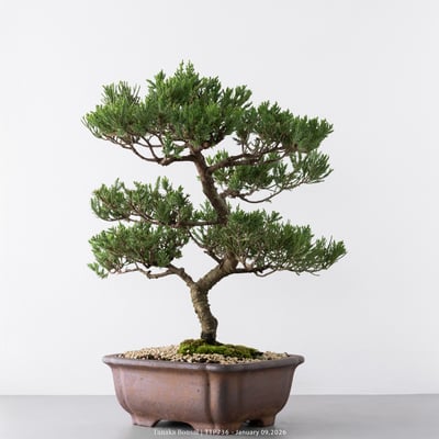 台灣真柏｜TTP7367