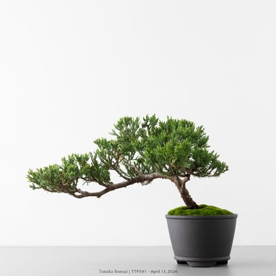 臺灣真柏｜TTP5913