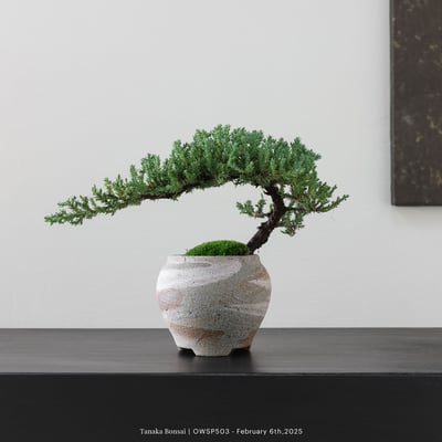 【官網限定】珍珠柏｜OWSP5034