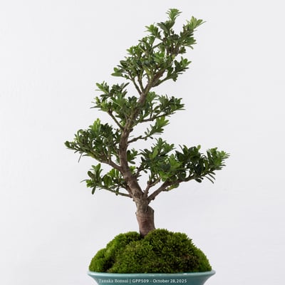 綠鑽羅漢松｜GPP5098