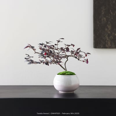 【官網限定】紅花繼木｜OWHP5015