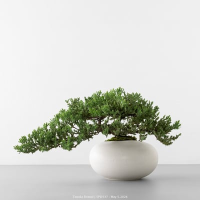 珍珠柏｜SPD5375