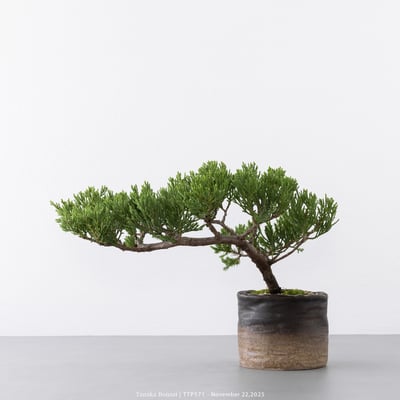 台灣真柏｜TTP5717