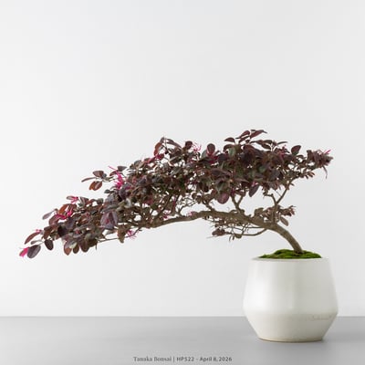 紅花繼木｜HP5227