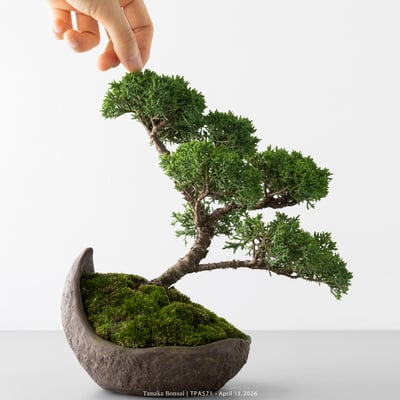 紀州真柏｜TPA5718