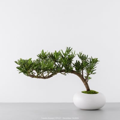 滿天星羅漢松｜FP5272