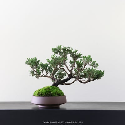 宮坂系魚川真柏｜MP5372