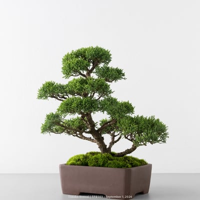 紀州真柏｜TPB5037